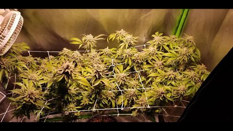 How I Scrog Cannabis : North Genetics Mr. Cruz Episode 9 Day 53 "How to Flush Cannabis Part 1"