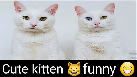 Cute kittens -🐈Cute kittens -funny and cute cat video pat 2