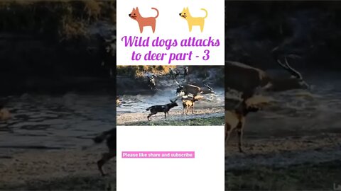 wild dogs attacks to deer part - 3