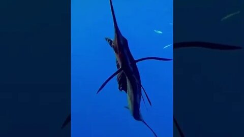 The Indo Pacific Sailfish