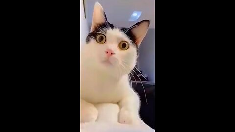 Funny cat