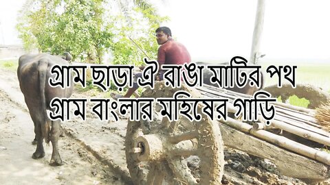 গ্রাম ছাড়া ঐ রাঙা মাটির পথ | গ্রাম বাংলার মহিষের গাড়ি | রাজহাস | ১২ বিঘার উপর বরই, আম, পেঁপে