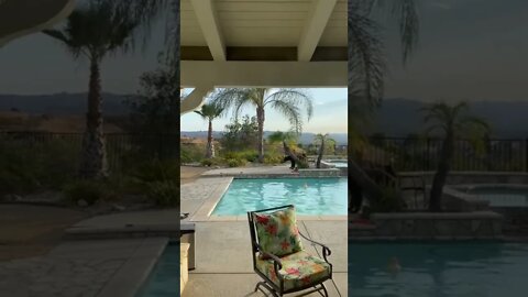 Bear swims in a pool in Simi Valley, California.