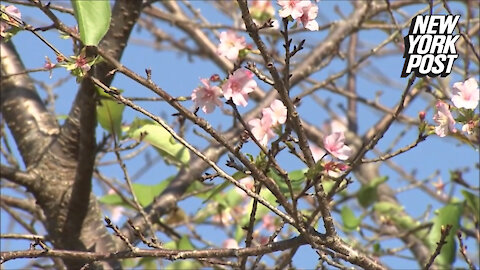 Nature lovers are 'falling' for cherry blossoms in October