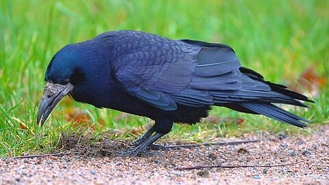 Why did the Rook Cross the Road? To Get to the Other Side