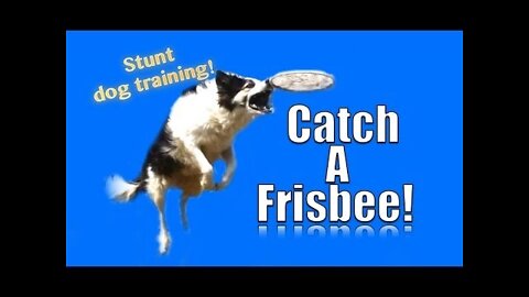 How to Teach your Dog to Catch a Frisbee in the Air