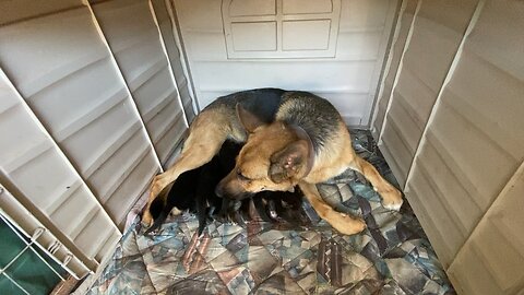 German Shepard Feeding babies 👶😍🧡