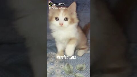 #kittens #persiancats #cat #cutecat #shorts #youtubeshorts #catlover