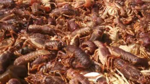 Red tide washes thousands of crayfish onto the shore in Cape Town (2)