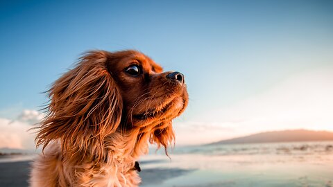 Dog playing in the sand at the beach