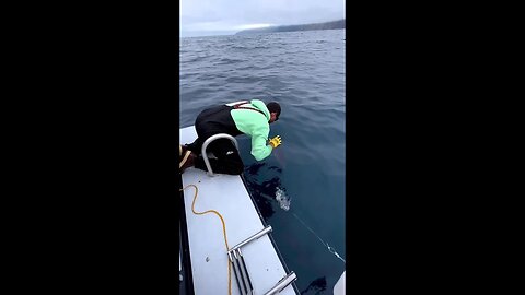 CATCHING A FREE SWIMMING SHARK BY HAND🤯