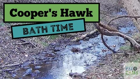 Coopers Hawk Bathes in stream