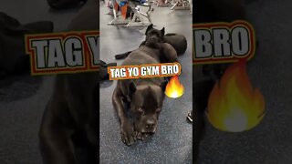 Cane Corso GYM BROS #shorts #funny #pets