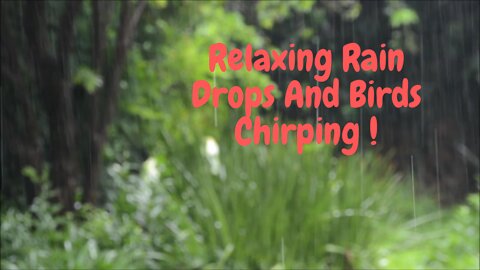 Relaxing Rain Drops and Birds Chirping !