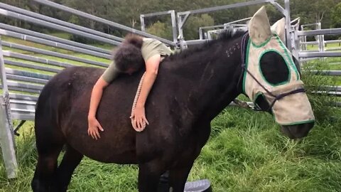 Getting Tuppy used to people leaning on her back. The trick will be to release before she moves.