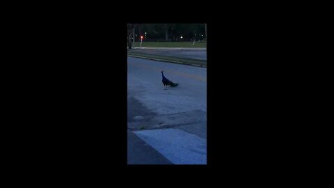 So this random peacock was walking down the street one day, and... #Shorts