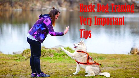 All Dog Training_ Trick and Skills# Dog Training # Academy