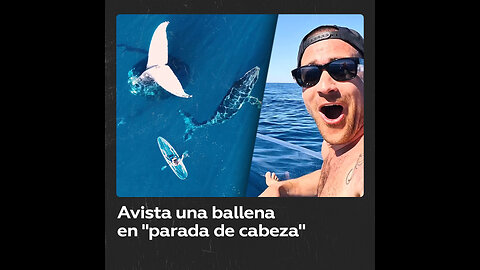 Un ‘influencer’ se topa con una ballena aparamente “congelada” en el océano