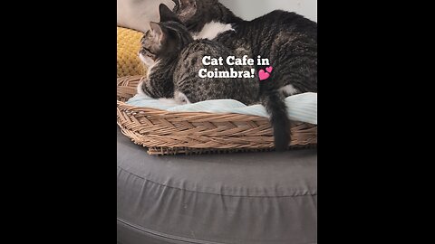 The Cat Cafe in Coimbra 💕