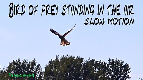 Bird of prey standing in the air in slow motion / A bird of prey on the hunt.