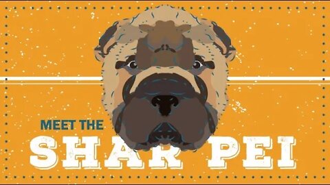 Shar-Pei | CKC Breed Facts & Profile