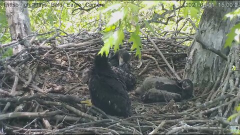 Hays Eagles nest Squirrel Rocky's Kit comes for a visit 2021 05 01 15:00