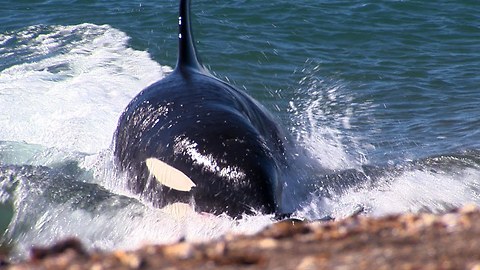 Killer Whale Attack: Orca Beaches Itself To Ambush Seals