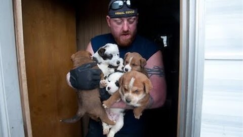 Animal Rescue Team Rescues Hundreds| life saver