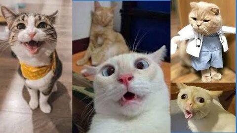 1 Hour of Funniest Cat Videos on the Planet 2023