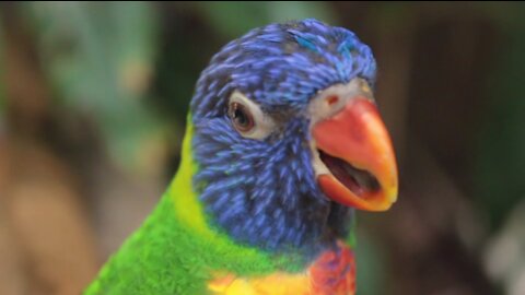 Colorful Wild beautiful parrot