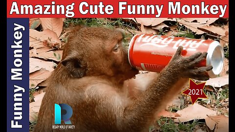 "Wild Monkeys" - Amazing and Fascinating Monkey Life in the Jungle life of monkeys Amazing Cute And Funny Monkey best funny monkeys within the worled