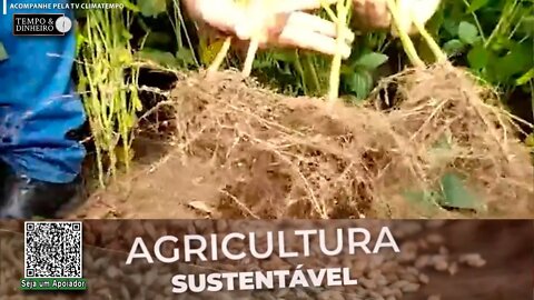 Aumente a produtividade da sua lavoura com SH - 24, Fertilizante Organico da Lottus Biosolucões