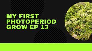 My First Photoperiod Grow EP13