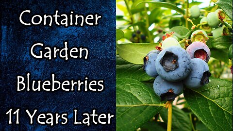 Growing Blueberries in Containers Update 11 Years Later