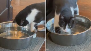 Outdoor Cat Has No Idea How To Drink From Water Bowl