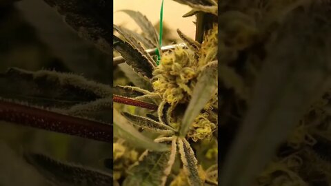 Slurricane Pheno 3 that I kept as a mother from Inhouse Genetics #shorts #420 #growing #plants