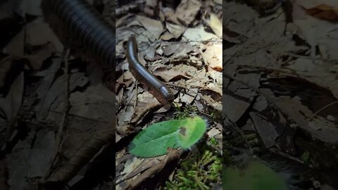 Millipede in Arkansas!