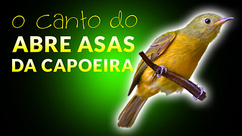 Som dos Pássaros na Floresta com o ABRE ASAS DA CAPOEIRA (Supi) - Canto da Abre Asa