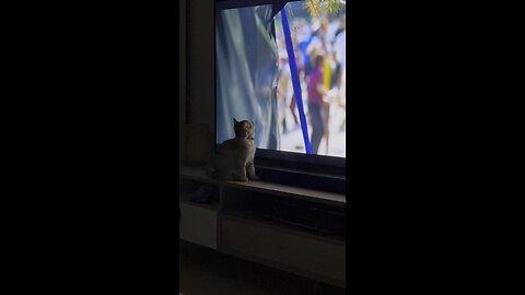 Cats Gone Screen Crazy: Hilarious Hijinks and TV Tail-twitching!