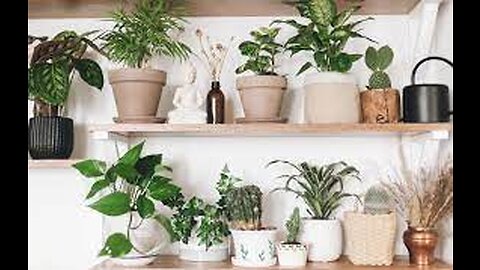 HOUSEPLANT CARE TIPS FOR BEGINNERS #plants #watering #greenery #grow