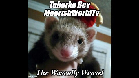 Wascally Weasel Taharka Bey BYTCH Slapped By Tarq Nasheed ! #MoorishWorldTv