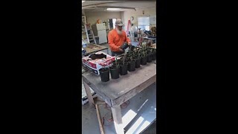 Potting Willow Cuttings #shorts