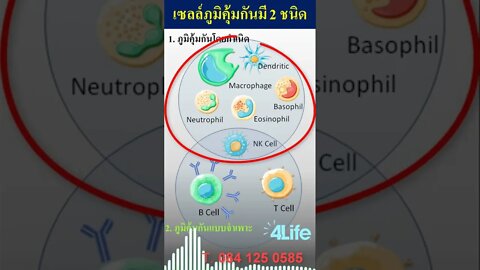 ชนิดของ เซลล์ภูมิคุ้มกัน