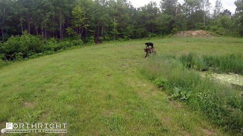 Black Bear Encounter