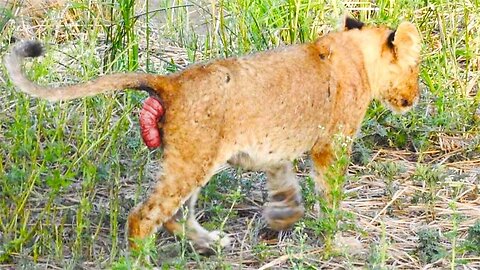 Lion Cub Injured Miserably In Buffalo's Crazy Attack - Fierce Battle Between Lion Vs Buffalo