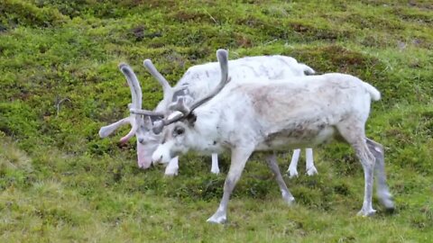 Reindeer in the North of Norway, Nordkapp16