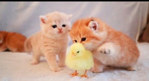 Kittens walk with a tiny chicken