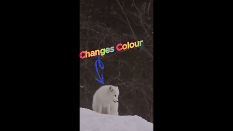 The Changing Colour Arctic Fox: Nature’s Frosty Trickster! ❄️🧊🦊