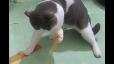 Very funny cat.🙀 trending video