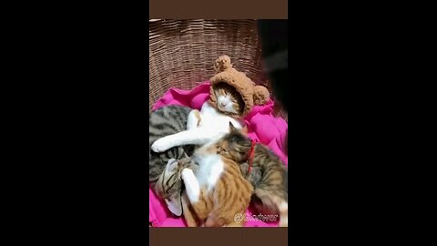 funny cats